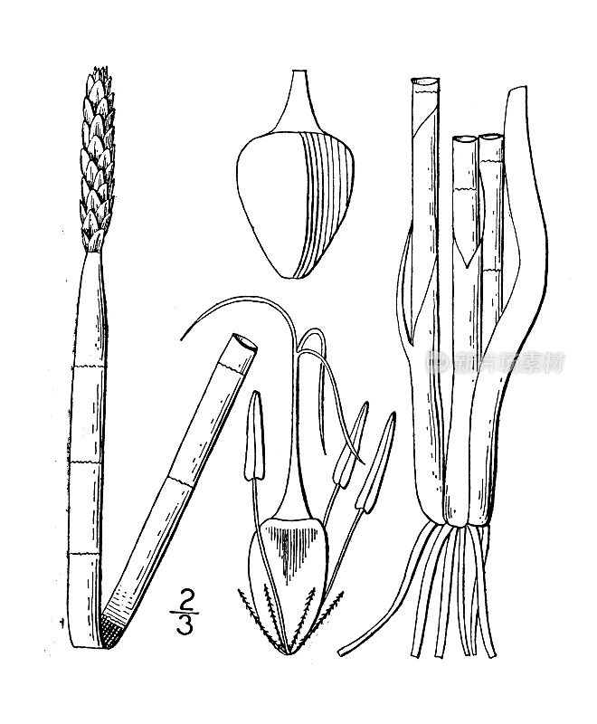 古植物学植物插图:Eleocharis interstincta, Knotted Spike rush